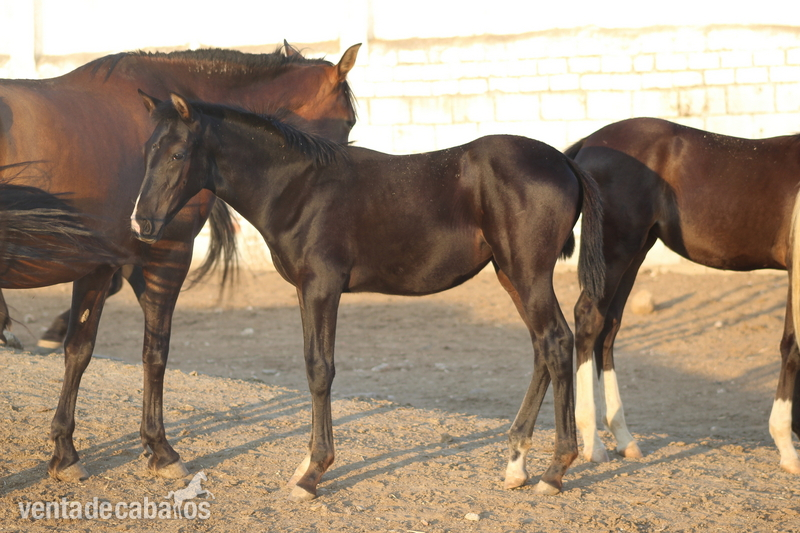 Potra Hispano - Hanoverianna in 