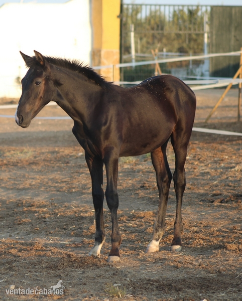 Hispano-Hanoverianna
