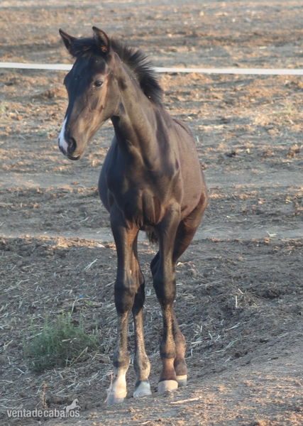 Hispano-Hanoverianna {TYPE}