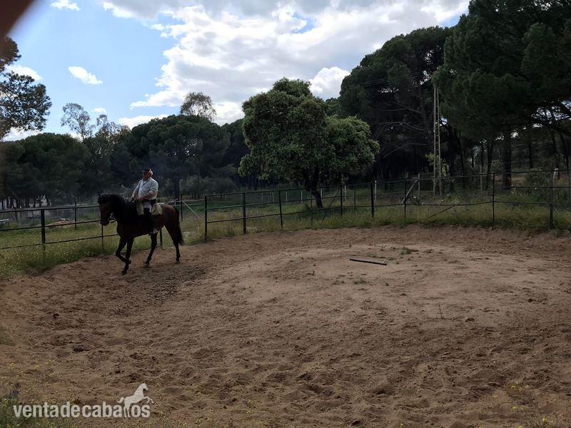caballo PURA RAZA ESPAÑOLA in 