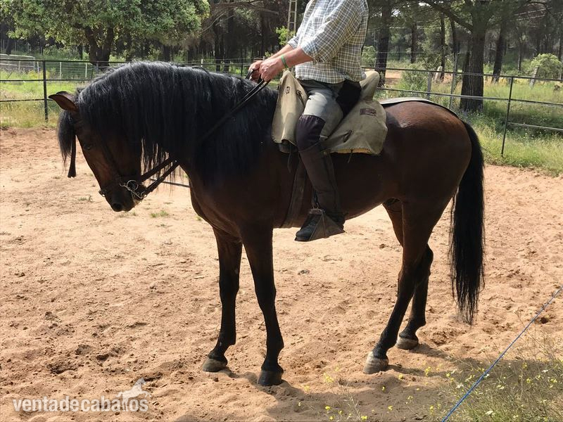 caballo PURA RAZA ESPAÑOLA - Caballos Pura Raza Española (P.R.E.) Pura Raza Española