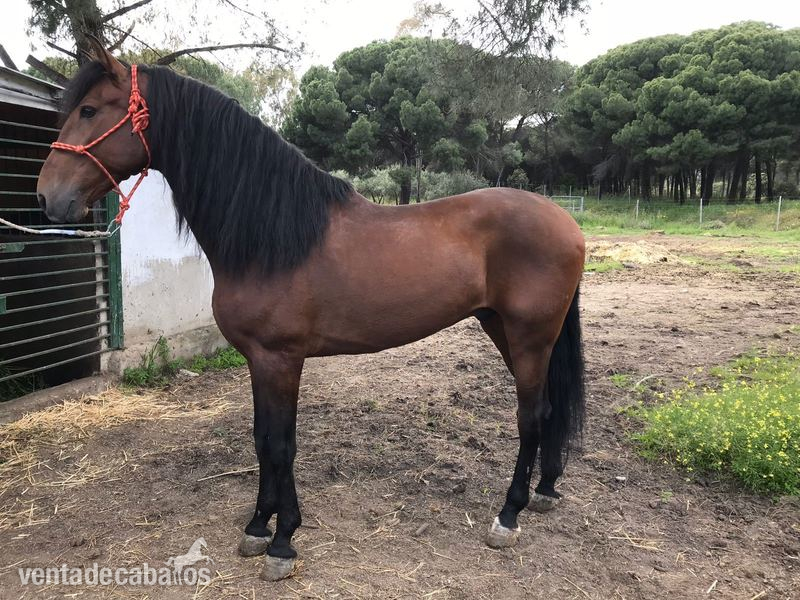 caballo PURA RAZA ESPAÑOLA - Pura Raza Española