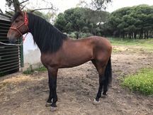 caballo PURA RAZA ESPAÑOLA