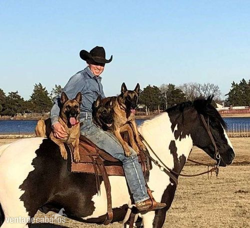 Gypsy Vanner- Gentle, Tricks, Ranches, Ropes, Trailrides in 