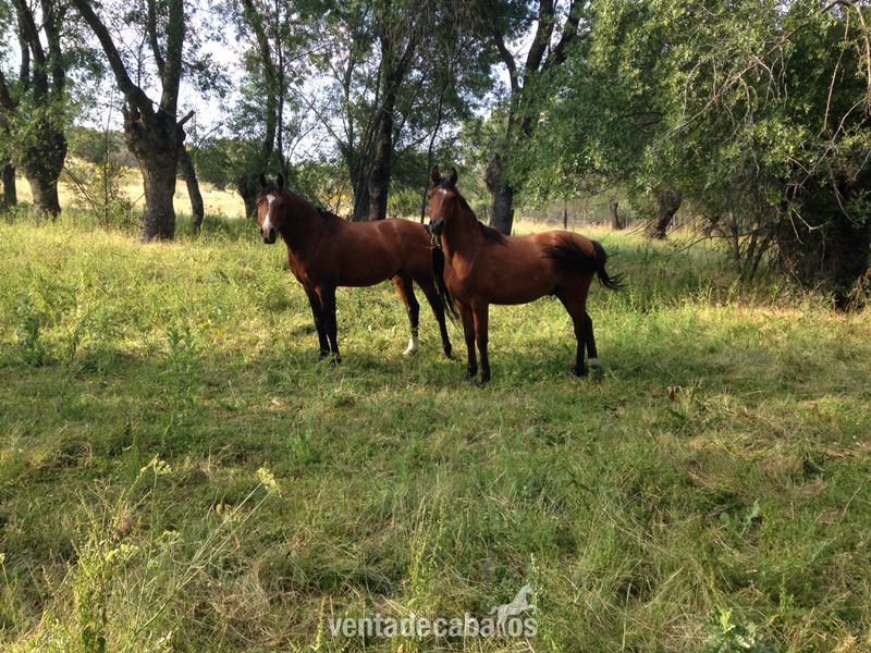 hispanoarabe castaño con carta - Caballo Hispano Árabe Hispano-Arabe