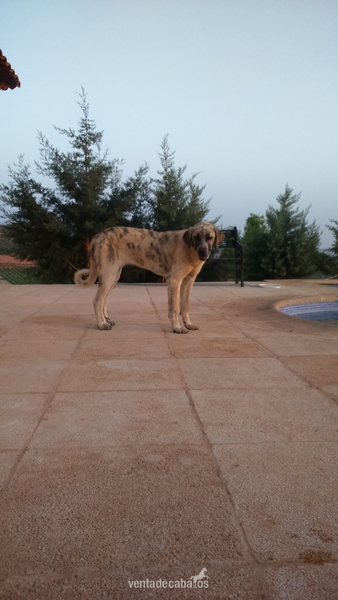 mastin hembra de 4 meses in 