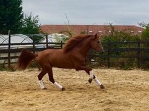 Caballo PRE alazán domado