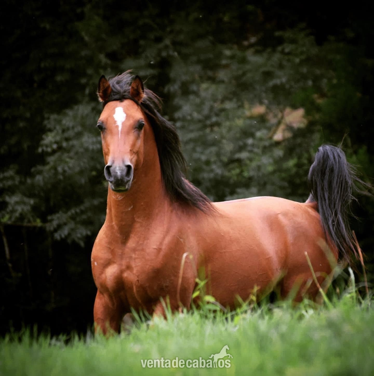 Caballos Árabes EMPTY - Potra arabe de año y medio