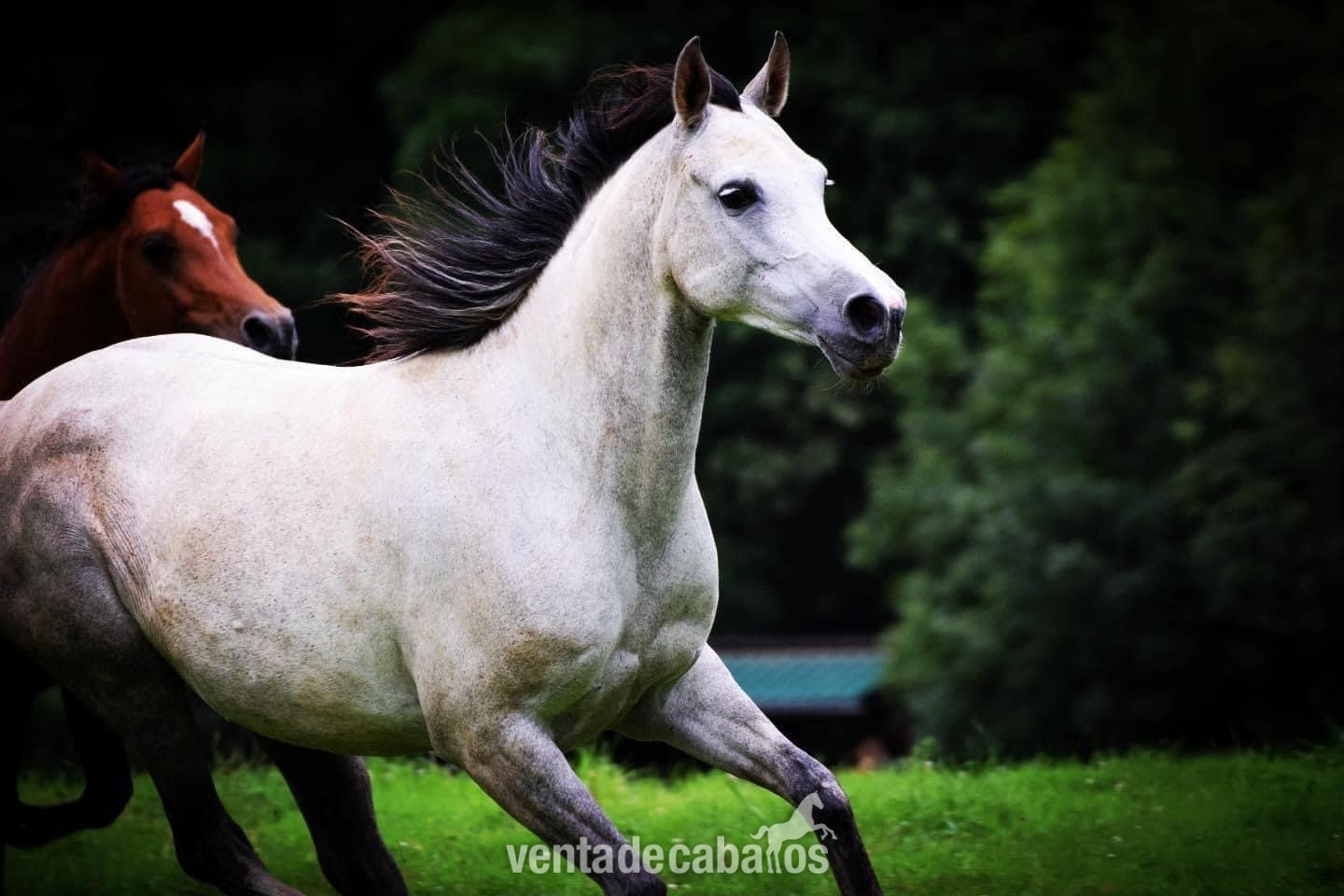 Potra arabe de año y medio - Caballos Árabes EMPTY