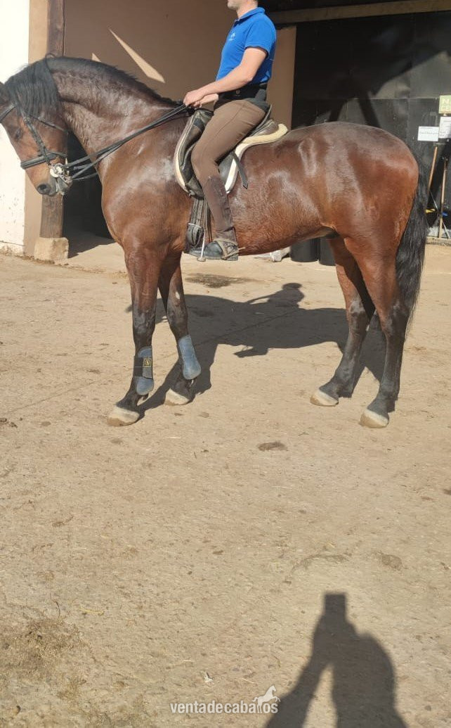 Caballo centro europeo de 13 años in 