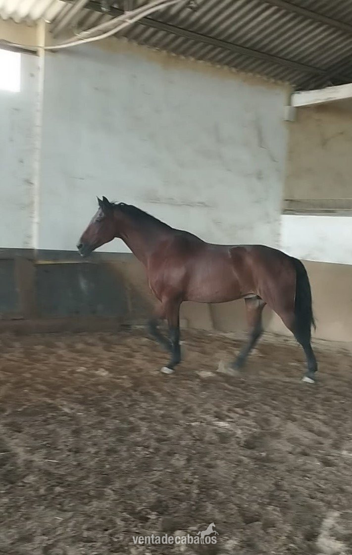 Caballos Capados EMPTY - Caballo centro europeo de 13 años