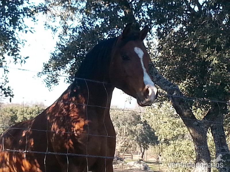 Caballos Árabes Arabe - semental pra castaño 