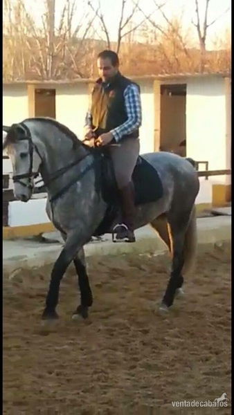 Español martinez bolix y yeguada militar in 