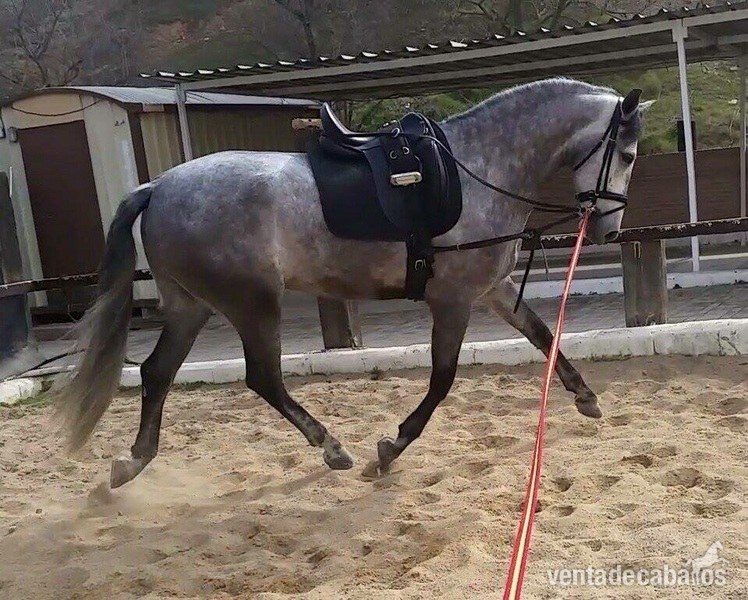 Español martinez bolix y yeguada militar - Caballos Capados Pura Raza Española