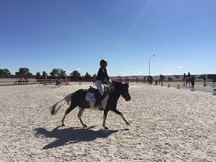 SE VENDE PONI A COMPETICIÓN, MODALIDAD SALTO