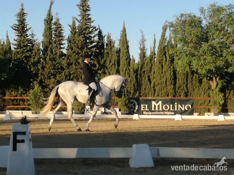 SE VENDE SEMENTAL CERRADO EN GRANDA GENETICA DE CAMPEONES in 