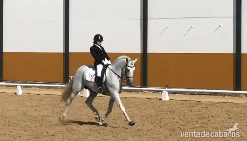 Caballos Pura Raza Española (P.R.E.) Pura Raza Española - SE VENDE SEMENTAL CERRADO EN GRANDA GENETICA DE CAMPEONES