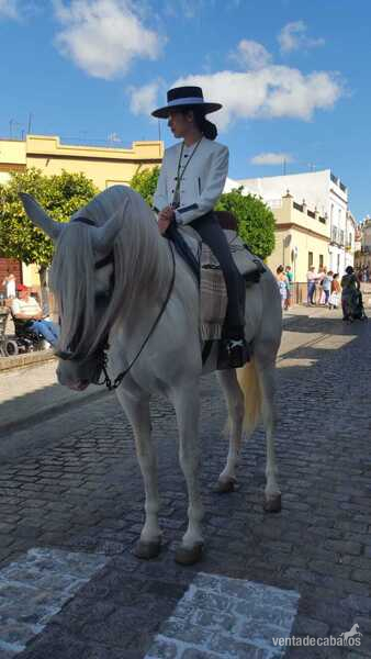 SE VENDE SEMENTAL CERRADO EN GRANDA GENETICA DE CAMPEONES - Caballos Pura Raza Española (P.R.E.) Pura Raza Española