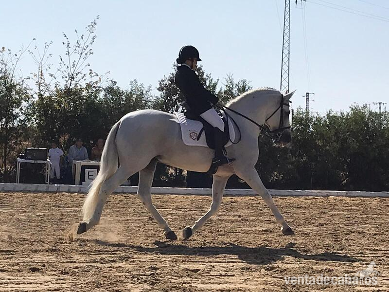 SE VENDE SEMENTAL CERRADO EN GRANDA GENETICA DE CAMPEONES - Pura Raza Española