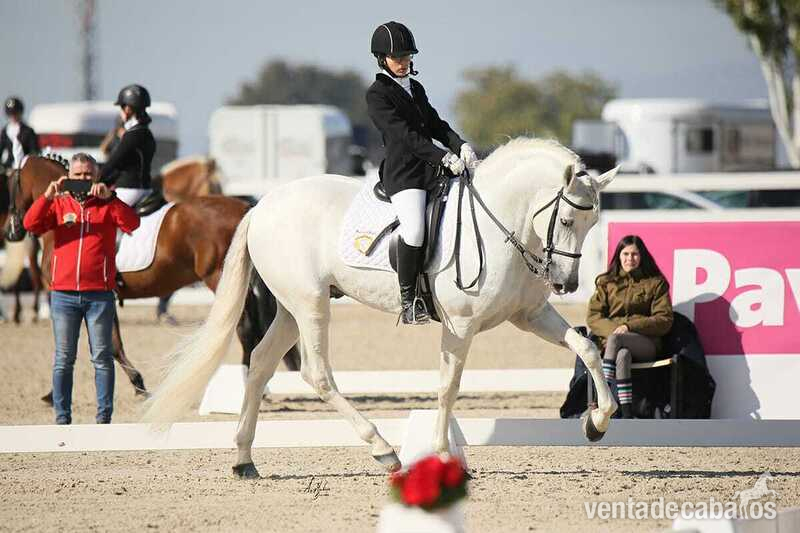 SE VENDE SEMENTAL CERRADO EN GRANDA GENETICA DE CAMPEONES - Caballos Pura Raza Española (P.R.E.)