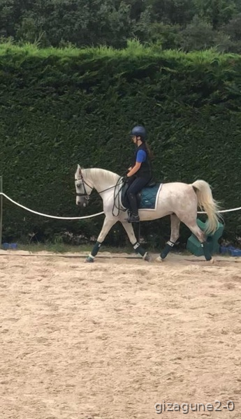 Ponis Pony Club Media sangre árabe - Poni especializado en doma