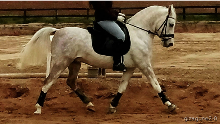 Poni especializado en doma - Ponis Pony Club Media sangre árabe