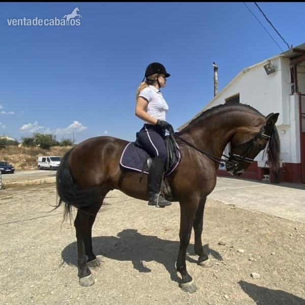 Caballos Pura Raza Española (P.R.E.) Pura Raza Española - Caballo PRE Doma 1,69
