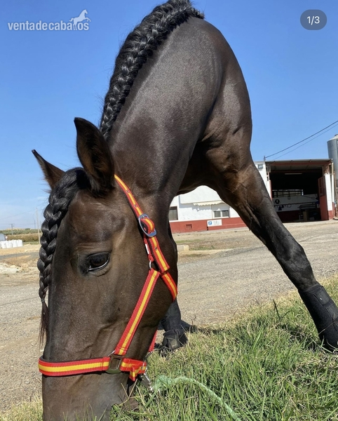 Caballo PRE Doma 1,69 - Caballos Pura Raza Española (P.R.E.) Pura Raza Española