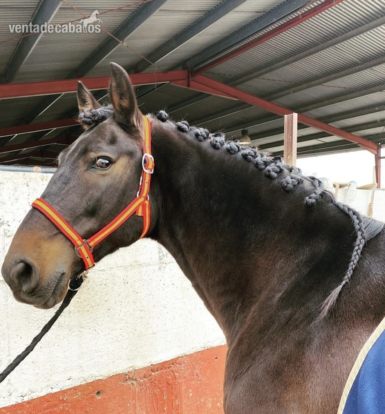 Caballo PRE Doma 1,69 - Pura Raza Española