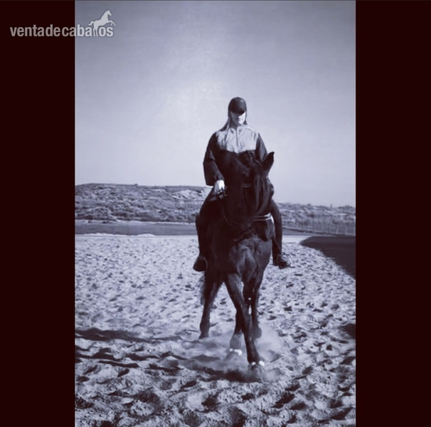 Caballo PRE Doma 1,69 - Caballos Pura Raza Española (P.R.E.)