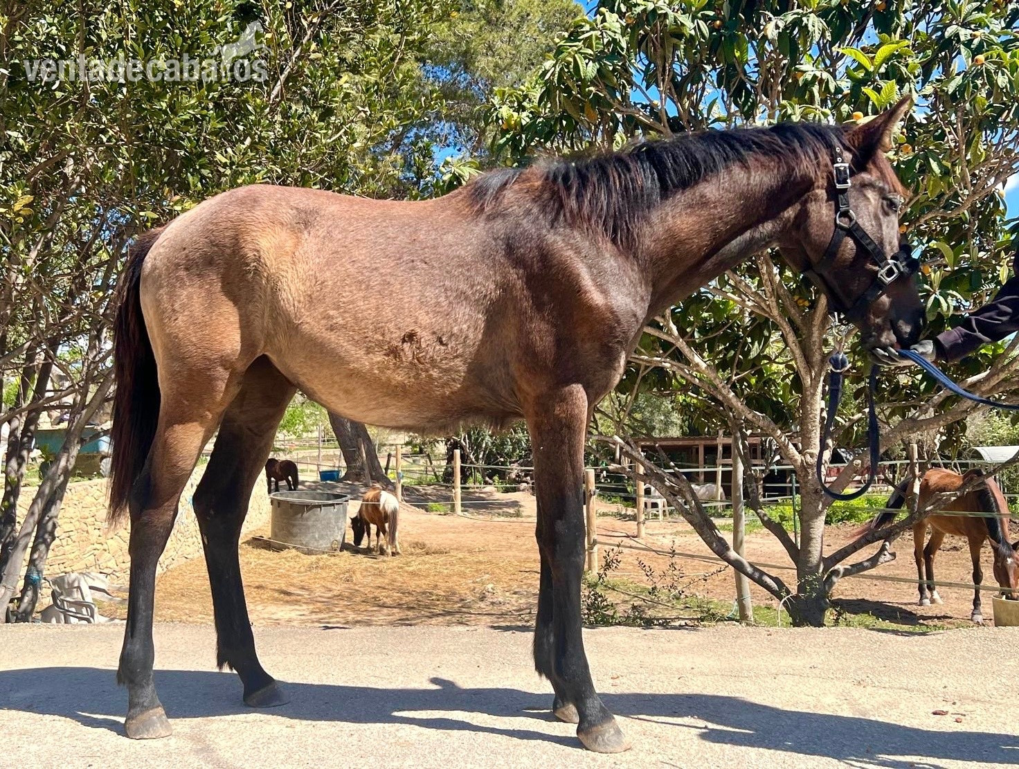 Potra Warmblod Con Pedigrí Superior  in 