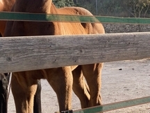 Potra Warmblod Con Pedigrí Superior