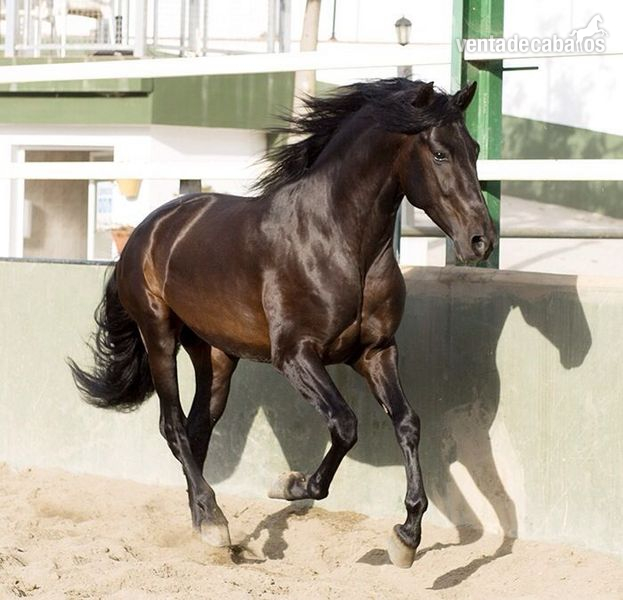 Poni Bosnio