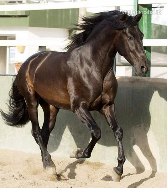 Poni Bosnio {TYPE}