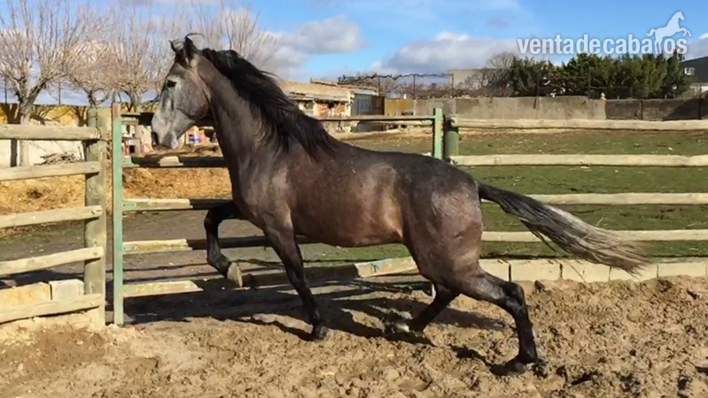 Caballos Pura Raza Española (P.R.E.) Pura Raza Española - Pre Marin Garcia-Lopez Monis
