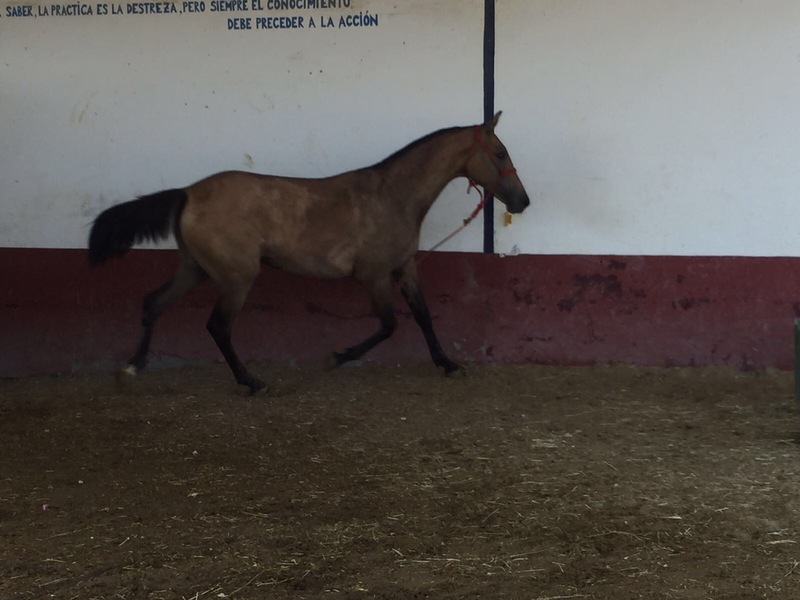 Hispano arabe 