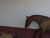 POTRA HISPANO ARABE 