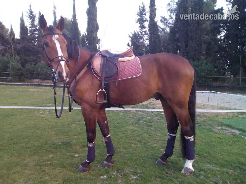 ¡¡Vendo caballo de salto y doma!! in 