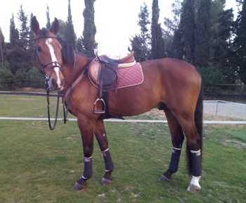 ¡¡Vendo caballo de salto y doma!!