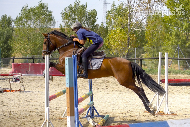 Hispano-Arabe