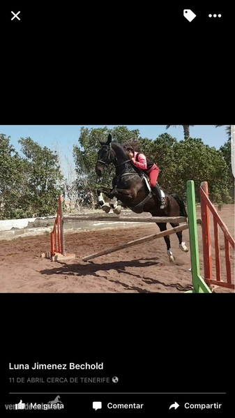 Vendo caballo noble in 