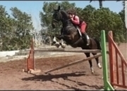 Vendo caballo noble