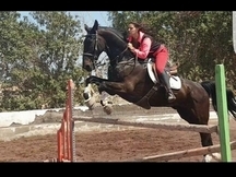 Vendo caballo noble