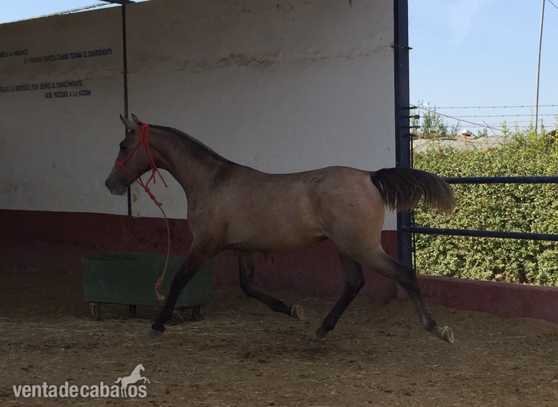 Hispano arabe 