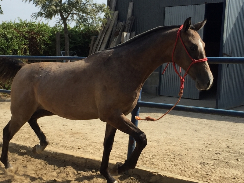 Hispano arabe  {TYPE}