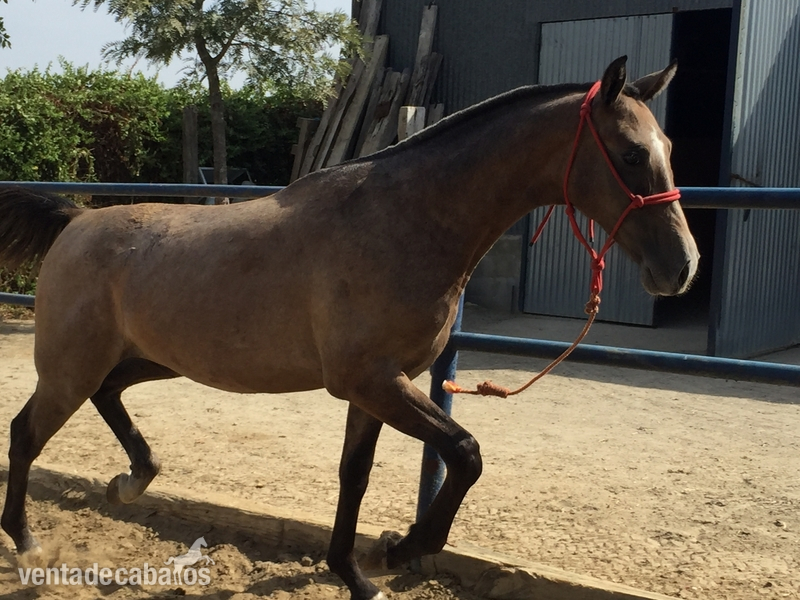 Hispano arabe  {TYPE}