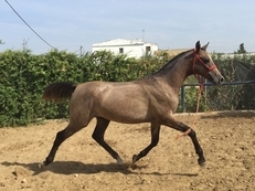 POTRO HISPANO ARABE 