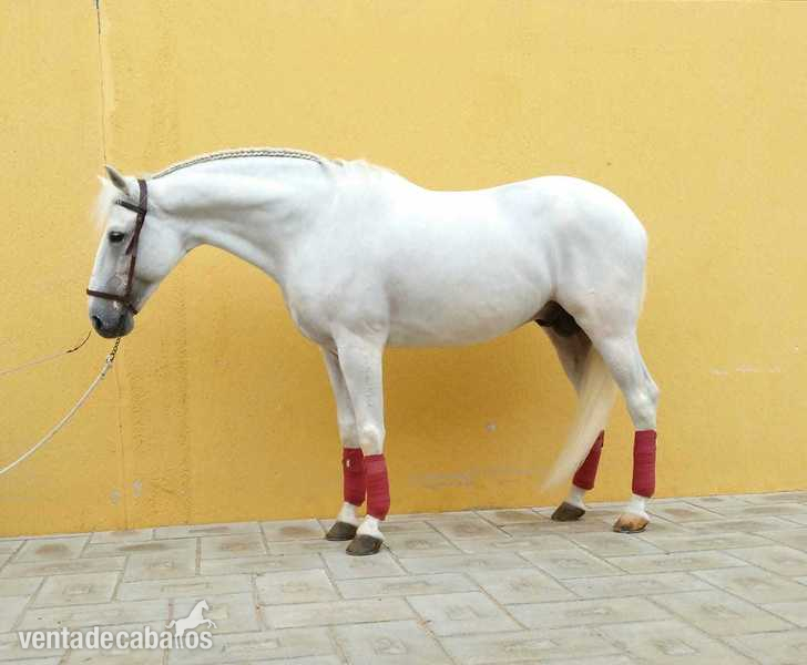 Potro lusitano entero in 