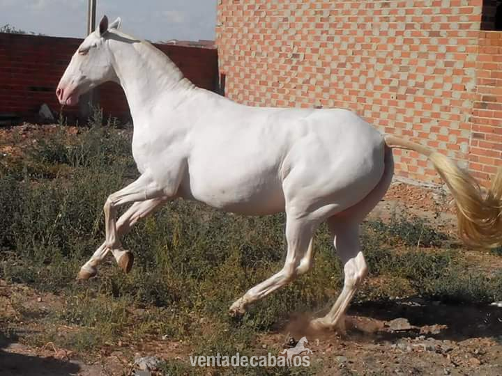 YEGUA LUSITANA ALBINA  in 