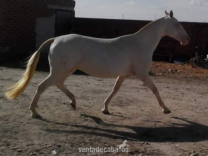 Lusitano